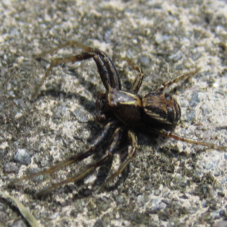 Common Crab Spider