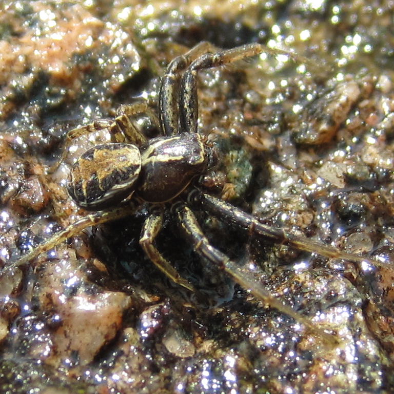 Common Crab Spider