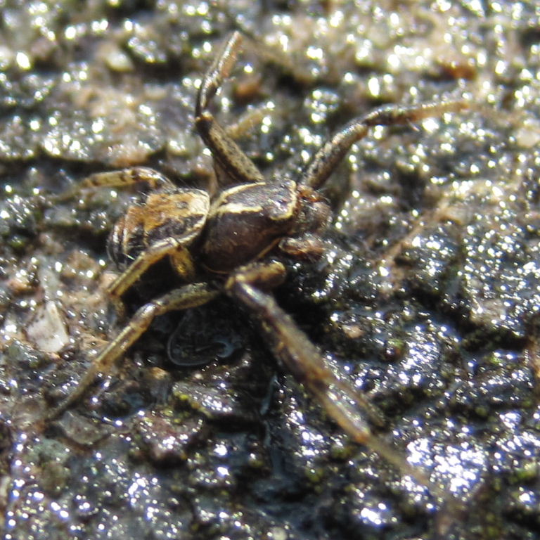 Common Crab Spider