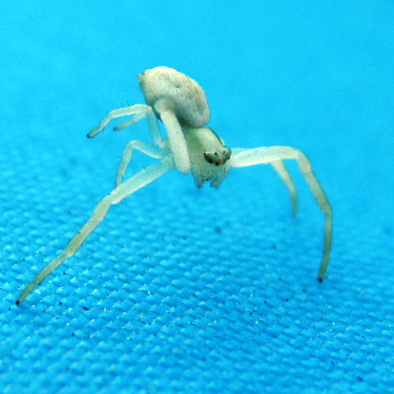 Flower Crab Spider
