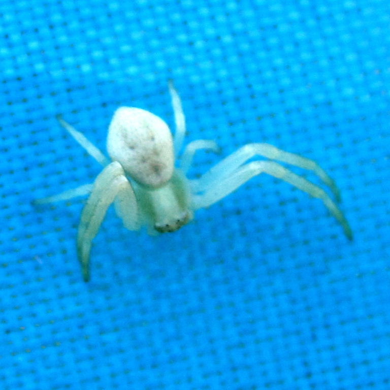 Flower Crab Spider