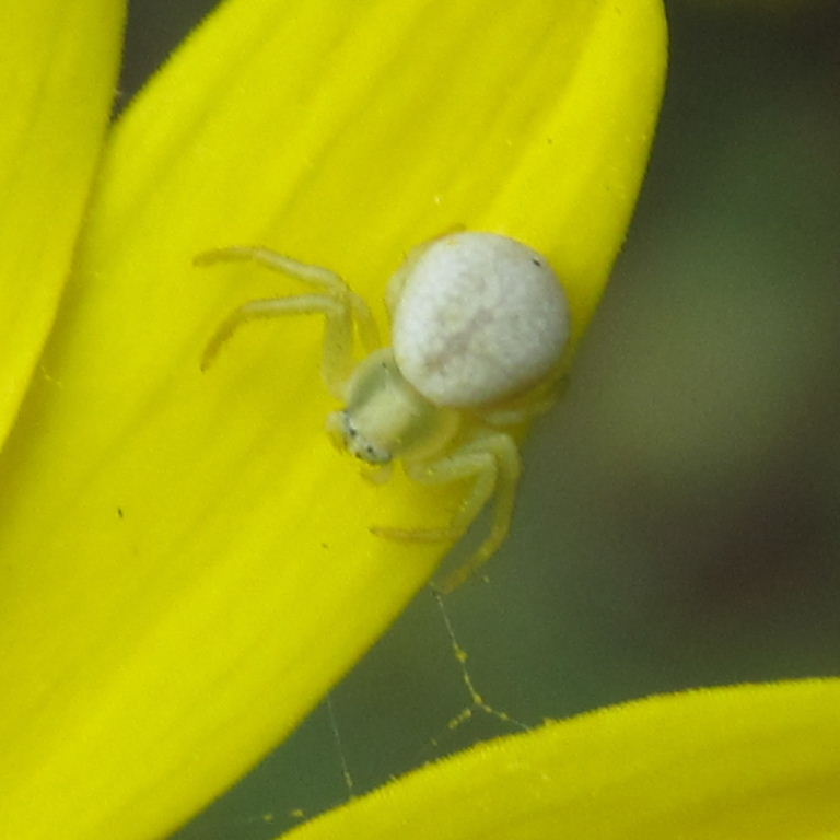 Flower Crab Spider