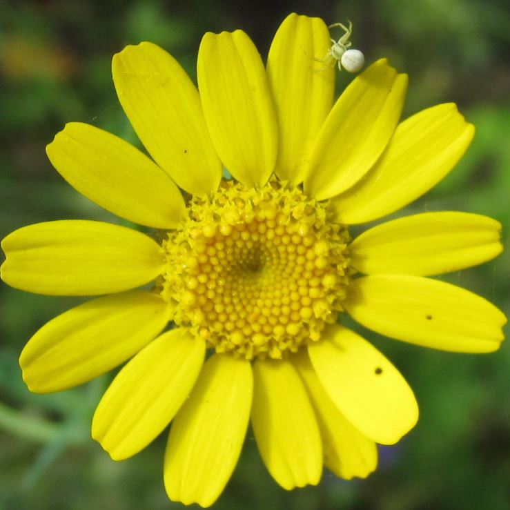 Flower Crab Spider