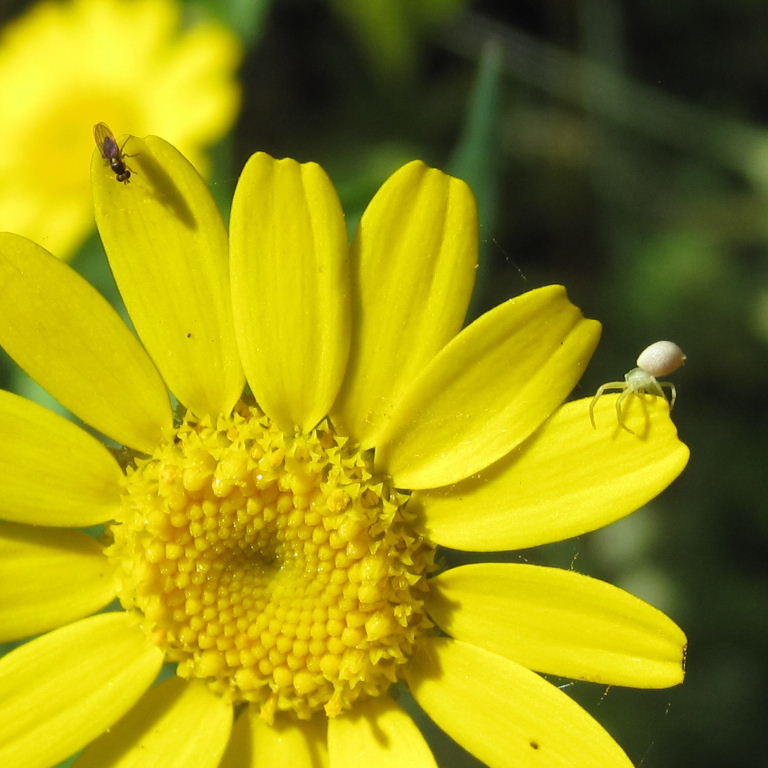 Flower Crab Spider