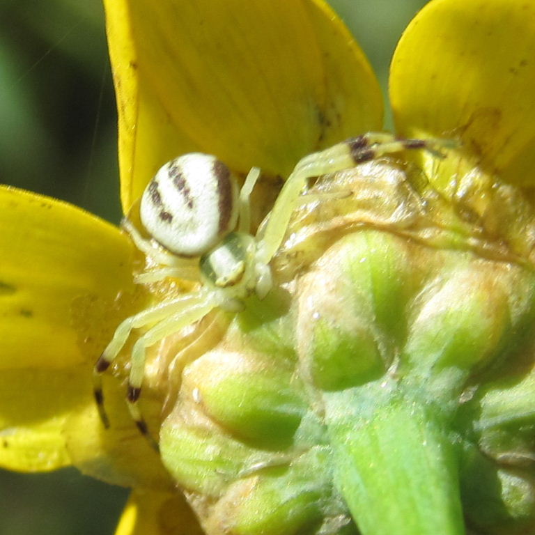 Flower Crab Spider