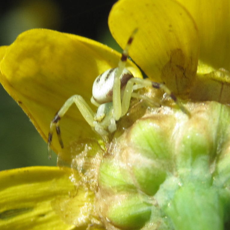 Flower Crab Spider
