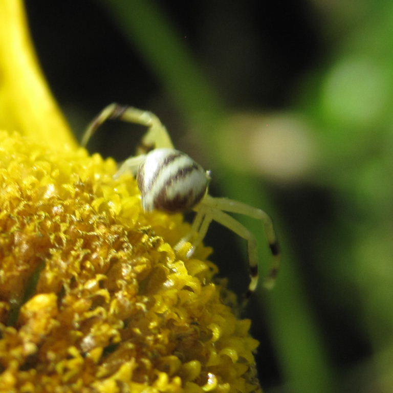 Flower Crab Spider