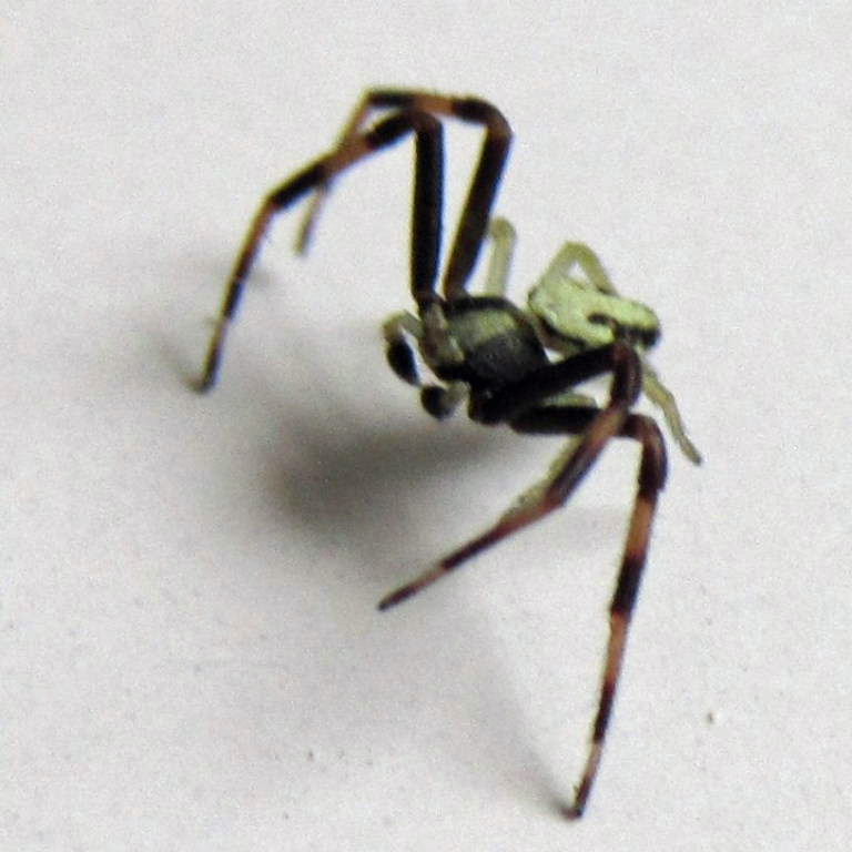 Flower Crab Spider male