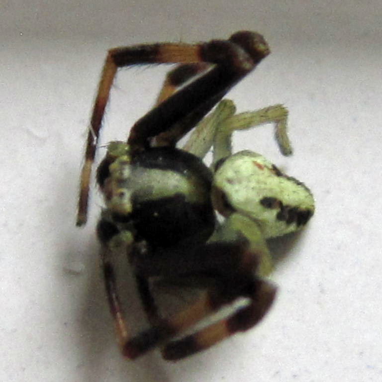 Flower Crab Spider male