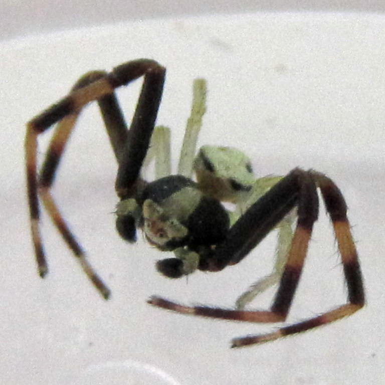 Flower Crab Spider male face