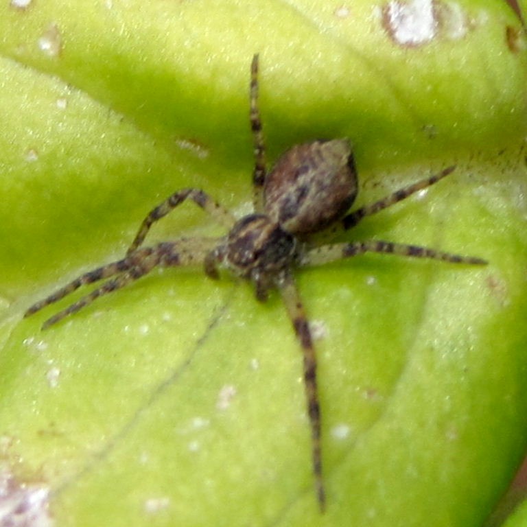 Crab Spider with 7 legs