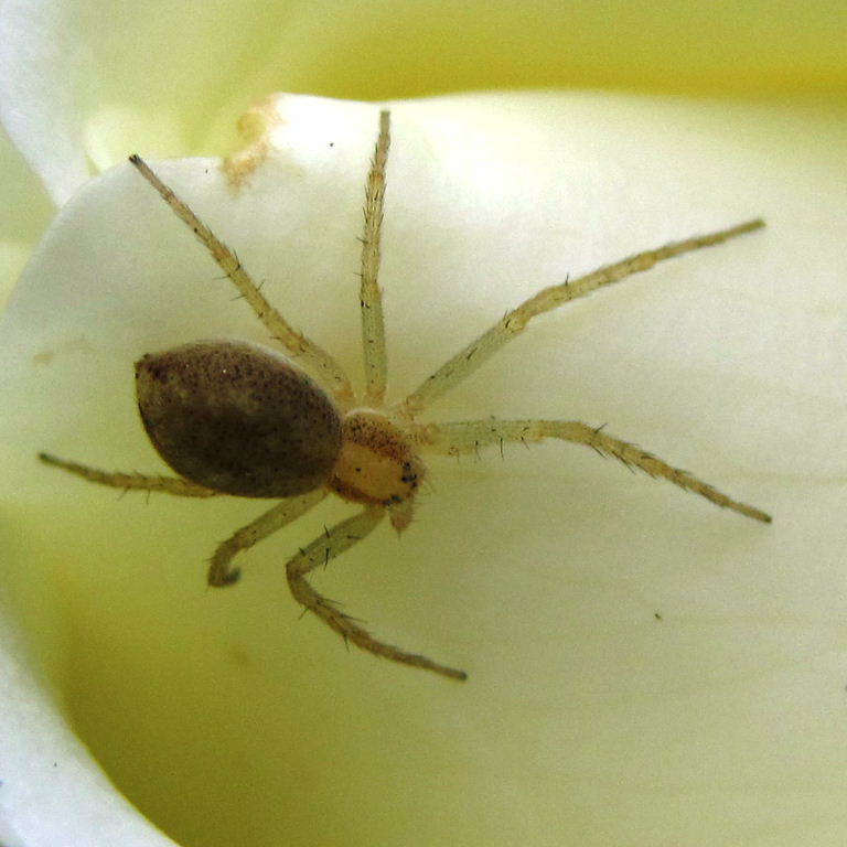 Running Crab Spider