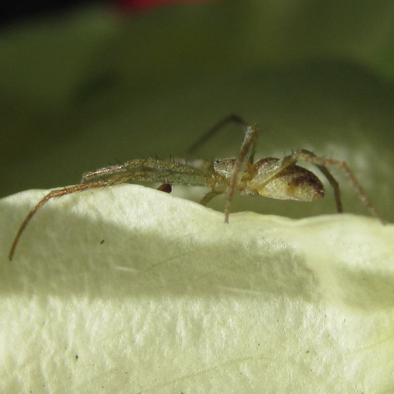 Running Crab Spider