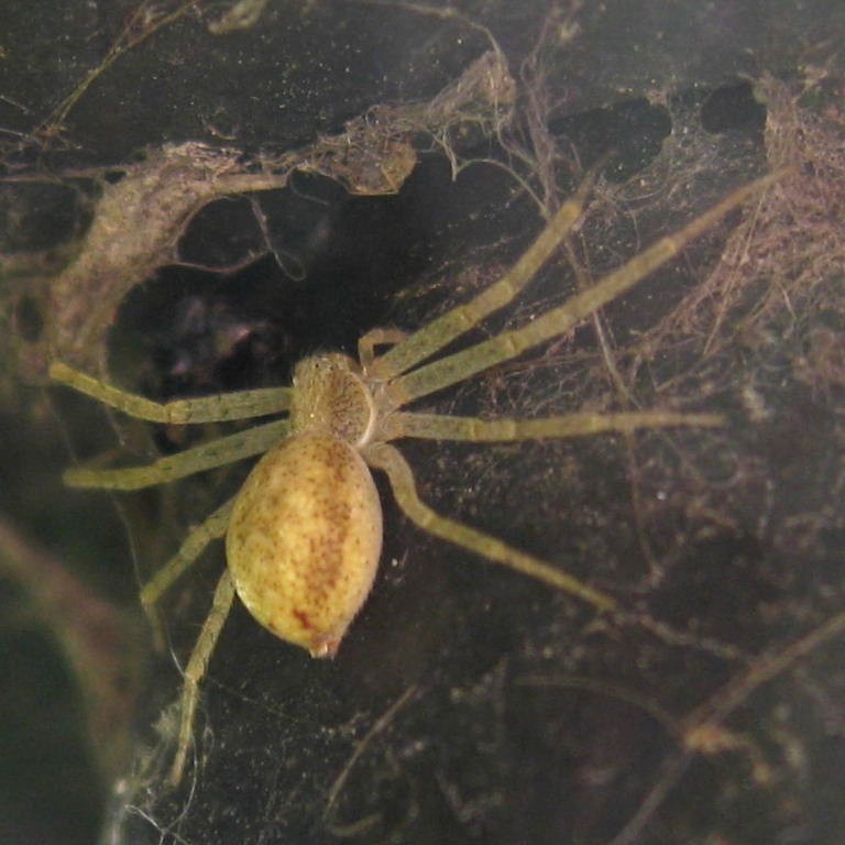 Wandering Crab Spider
