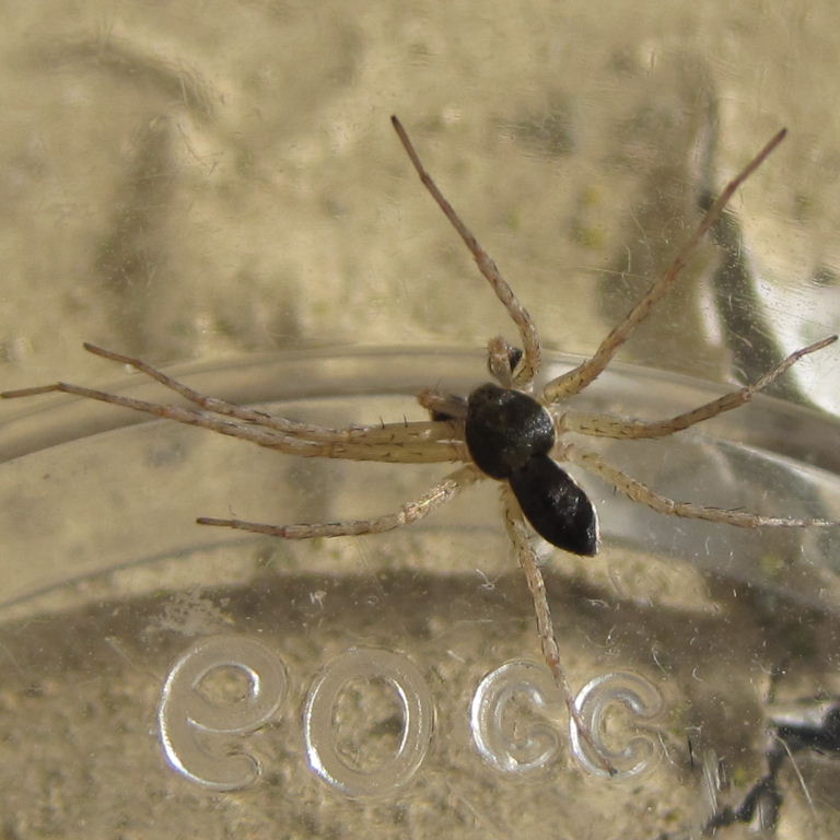 Running Crab Spider male