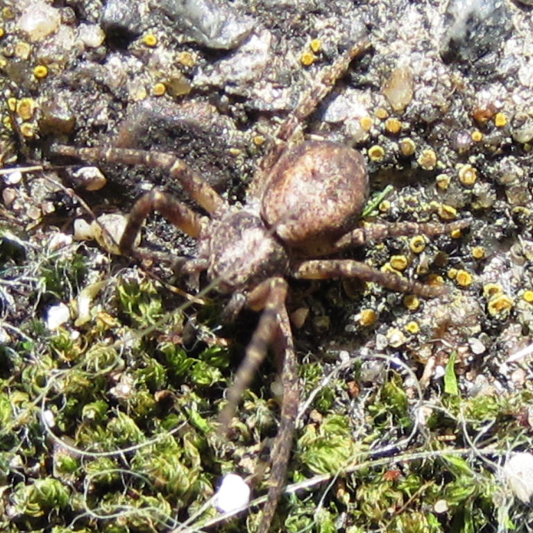 Running Crab Spider