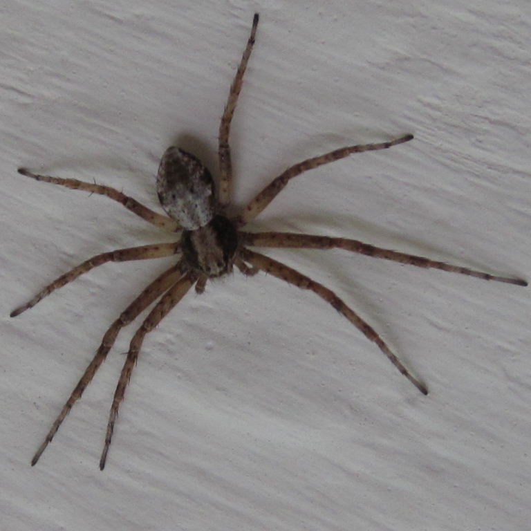 Wandering Crab Spider