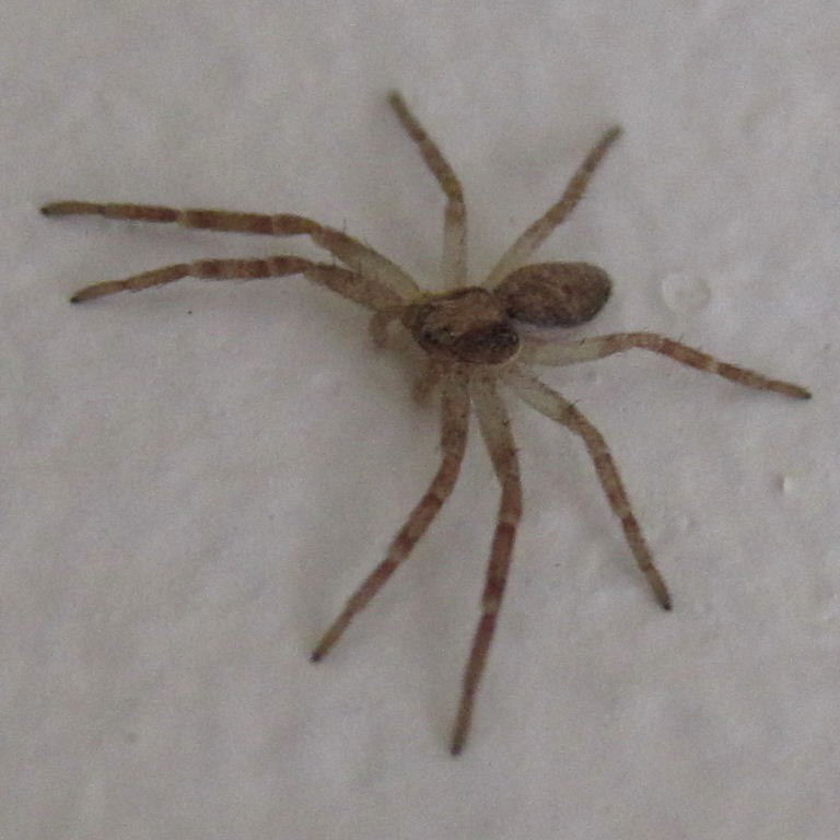 Wandering Crab Spider