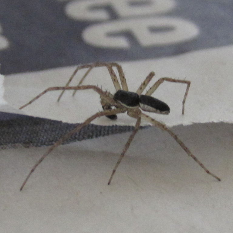 Running Crab Spider male