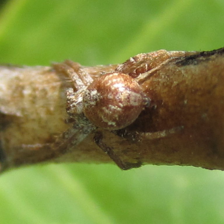 Turf Running Crab Spider