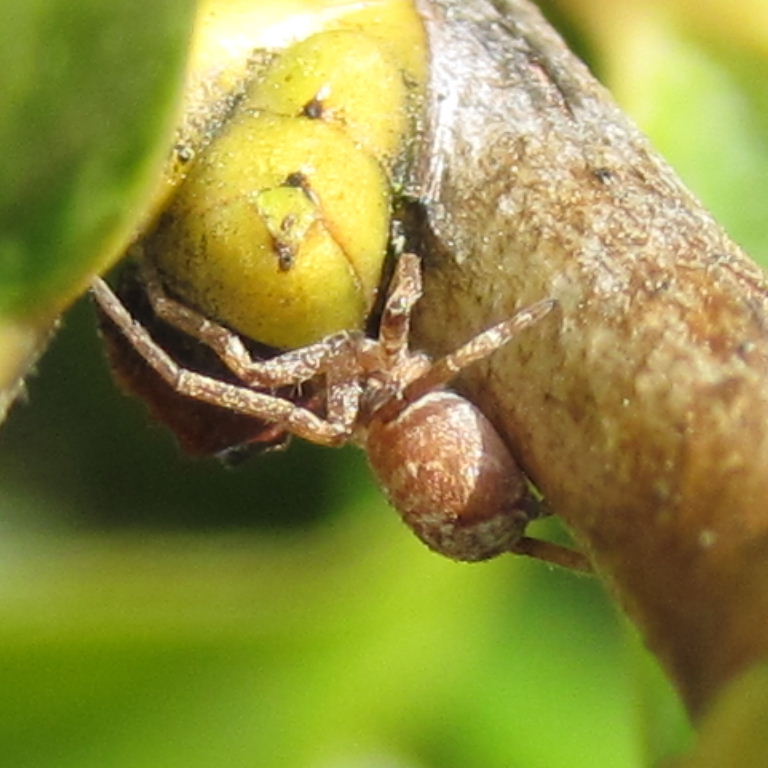 Turf Running Crab Spider