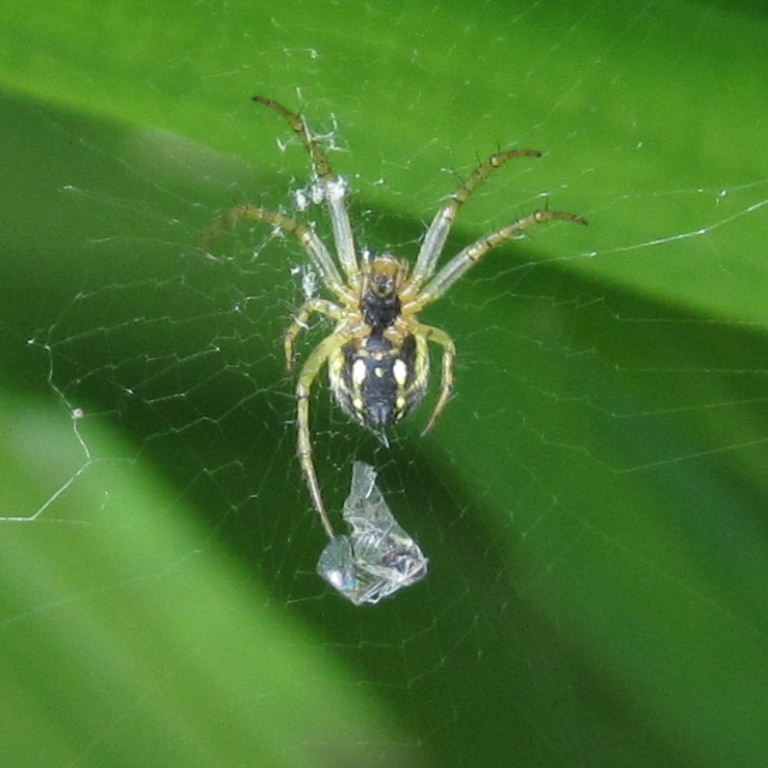 Lined Orb Weaver