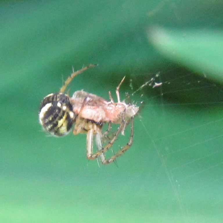 Cricket Bat spider with prey