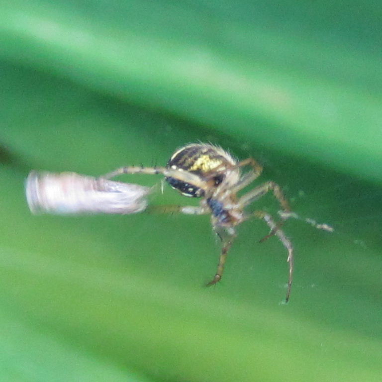 Lined Orb Weaver with prey