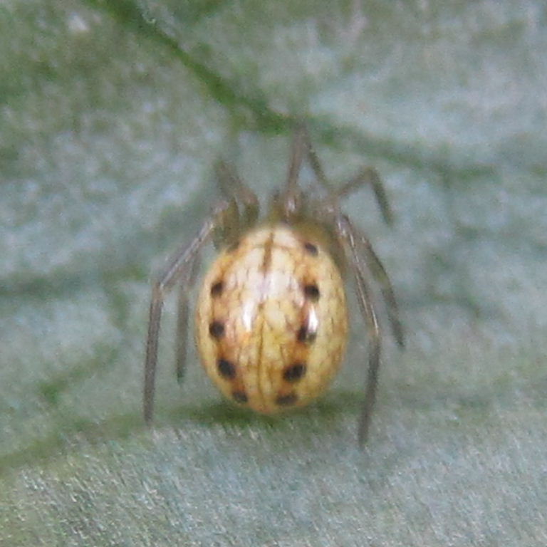 Candystripe spider