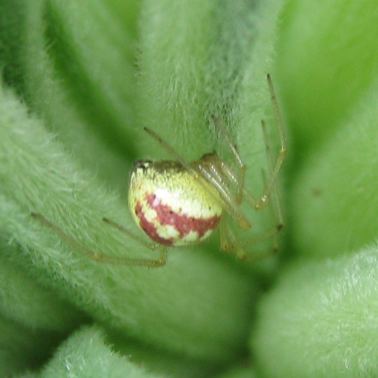 Common Candy-striped spider