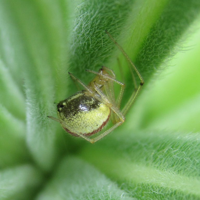 Common Candy-striped spider