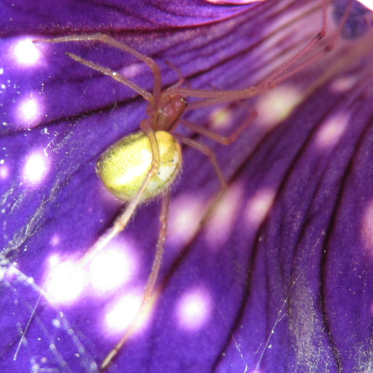 Common Candy-striped spider