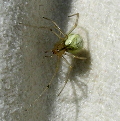 Common Candy-striped spider