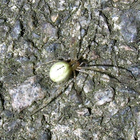 Common Candy-striped spider