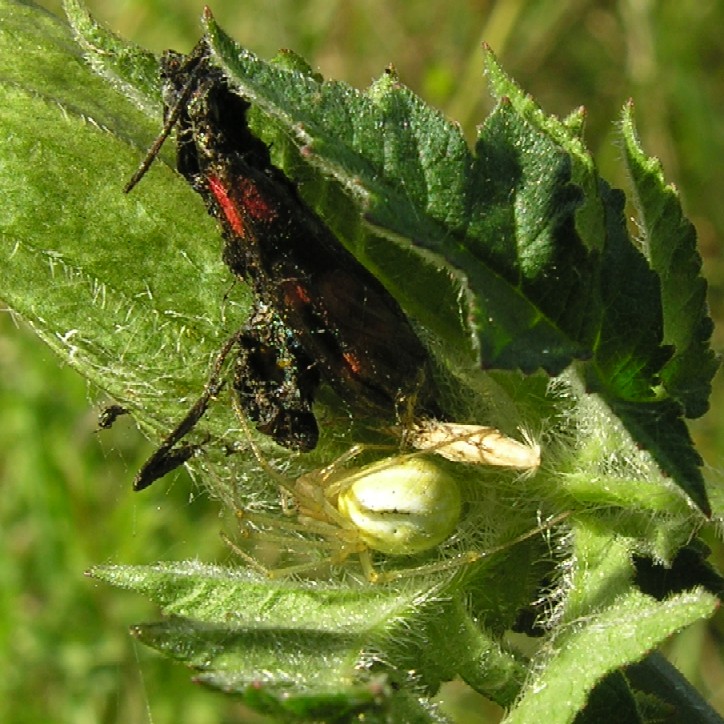 Common Candy-striped spider with Burnet moth