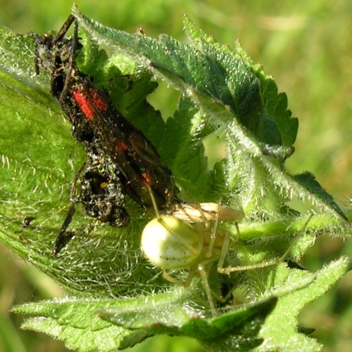 Common Candy-striped spider with Burnet moth