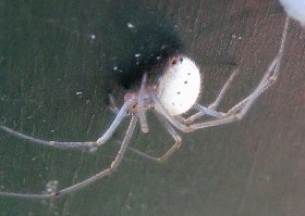 White Spider with Egg Sac