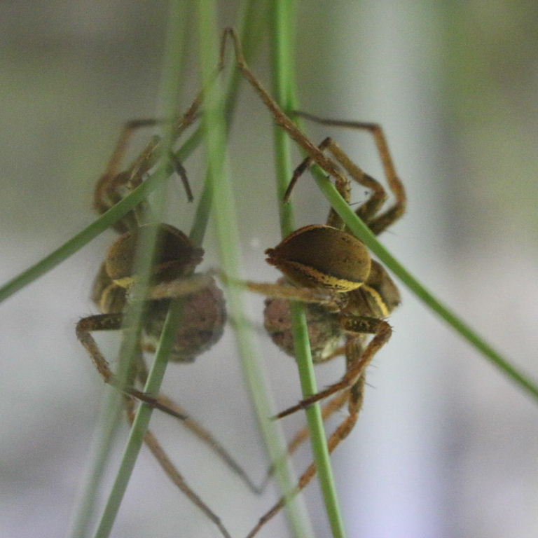 Fen Raft Spider