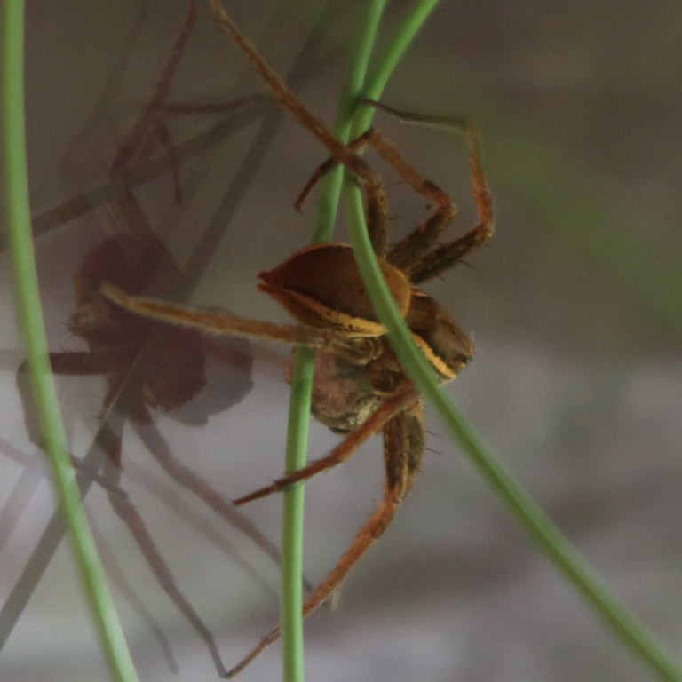 Fen Raft Spider
