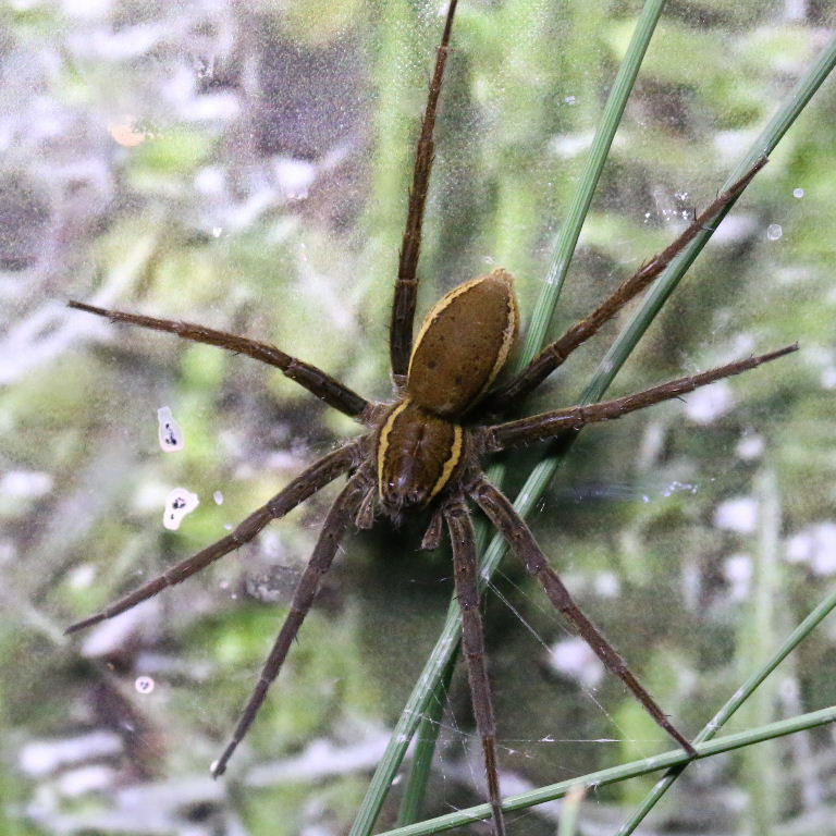 Fen Raft Spider
