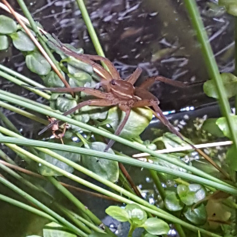 Fen Raft Spider