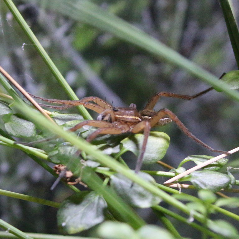 Fen Raft Spider