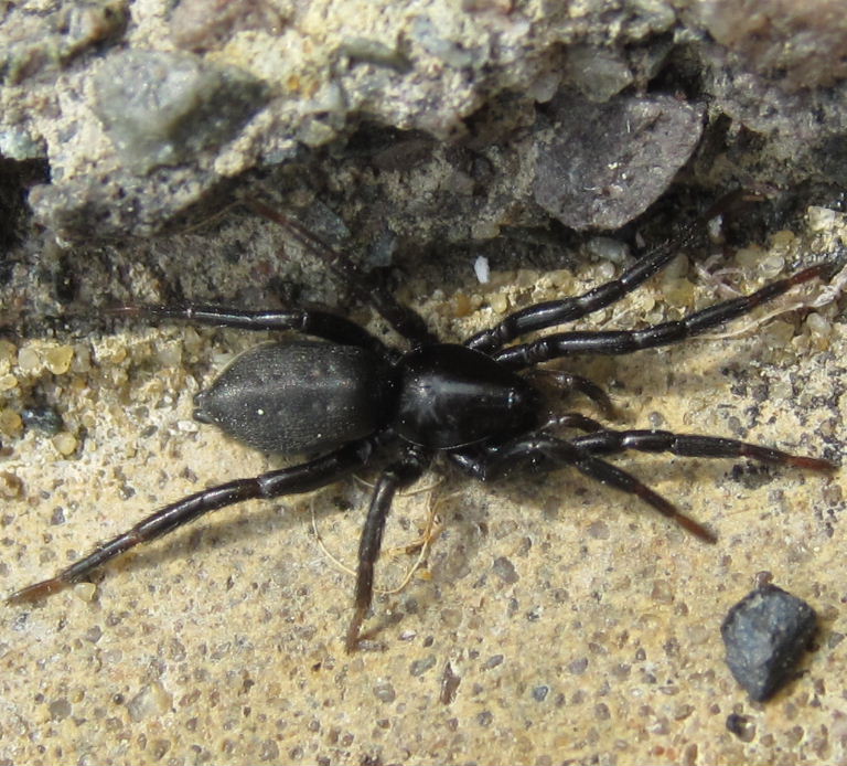 Latreilles Zipper ground spider