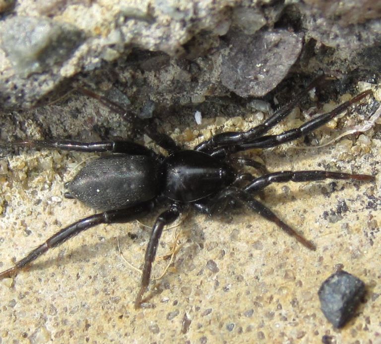 Latreilles Zipper ground spider