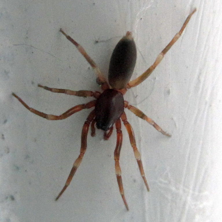 Stripe-legged Spider