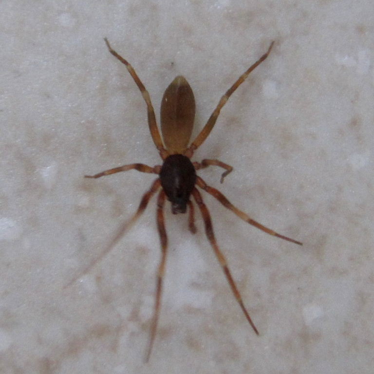 Stripe-legged Spider