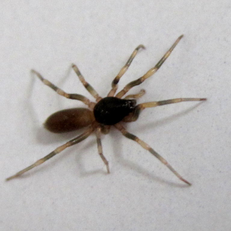 Stripe-legged Spider
