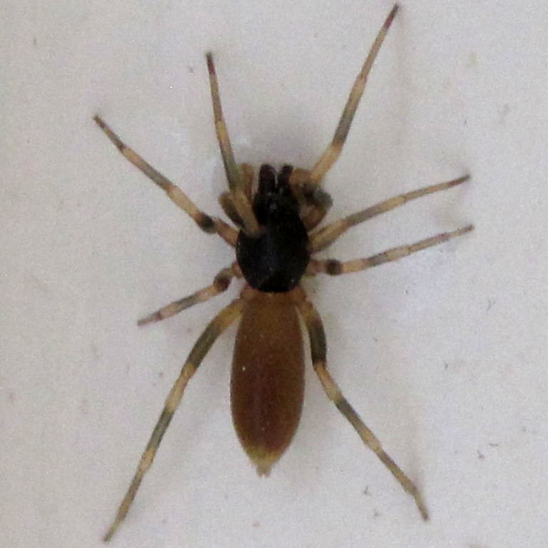 Stripe-legged Spider