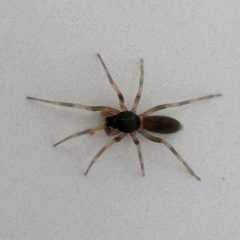 Stripe-legged Spider