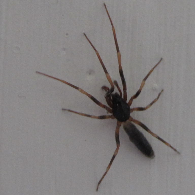 Stripe-legged Spider